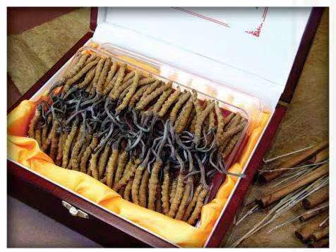 王益冬虫夏草回收